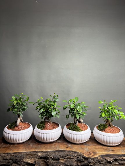 گیفت شرکتی ۴ عدد بنسای جینسینگ