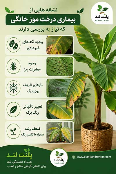 نگهداری درخت موز خانگی