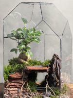 تراریوم بنسای فیکوس طرح رد رووت - Image 3
