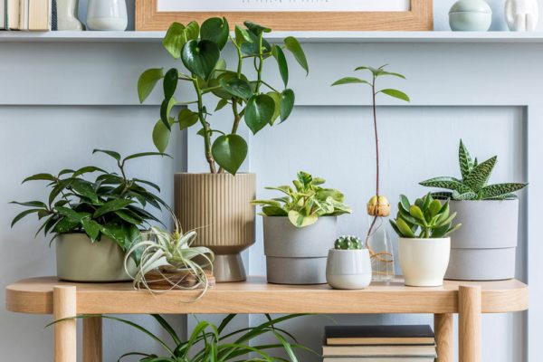 گیاهان آپارتمانی با نیاز به آب و نور کم